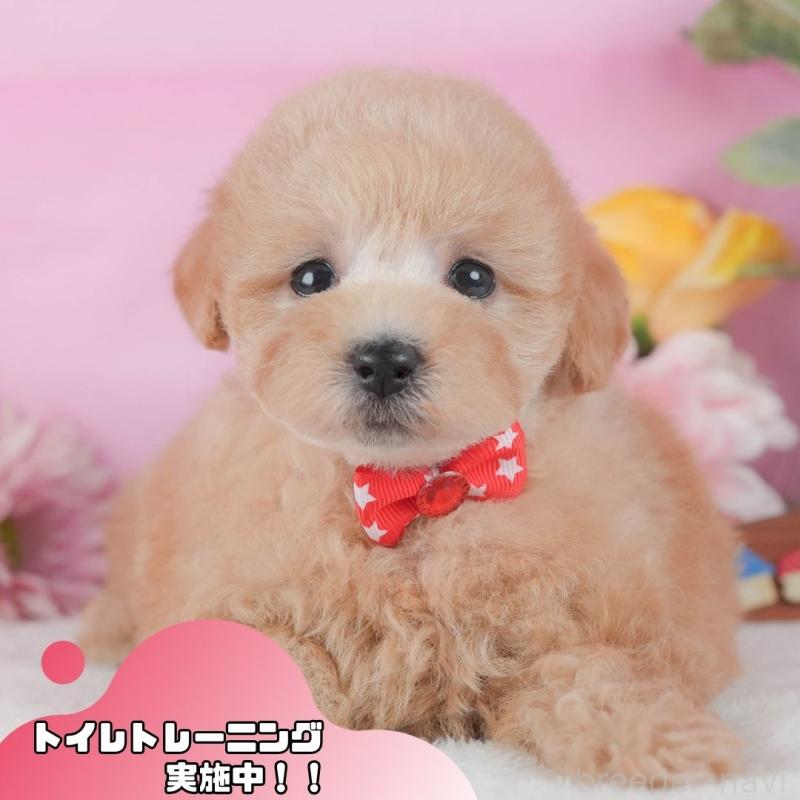 販売中の静岡県のトイプードル-425636の1枚目