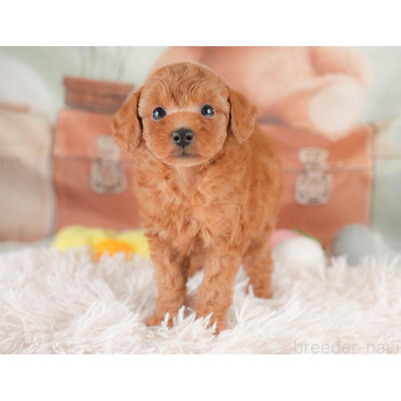 販売中の埼玉県のトイプードル-425634の5枚目