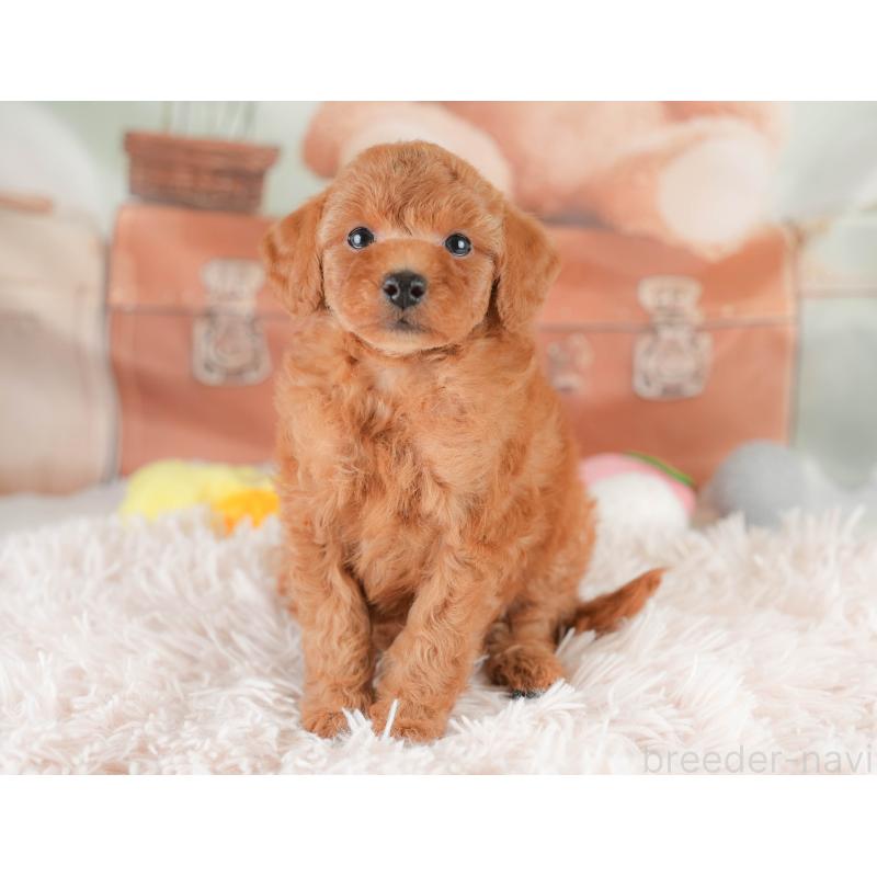 販売中の埼玉県のトイプードル-425634の4枚目