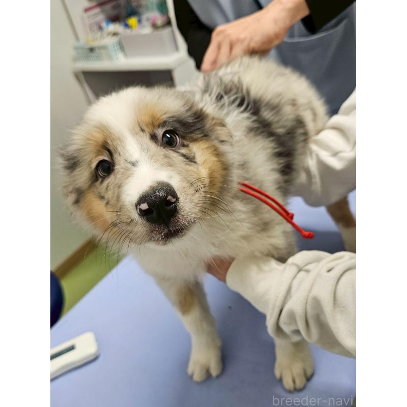 販売中の長野県のオーストラリアンシェパード-413861の13枚目