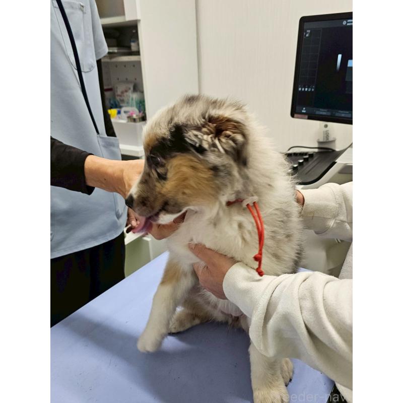 販売中の長野県のオーストラリアンシェパード-413861の12枚目