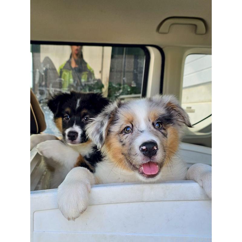 販売中の長野県のオーストラリアンシェパード-413861の11枚目