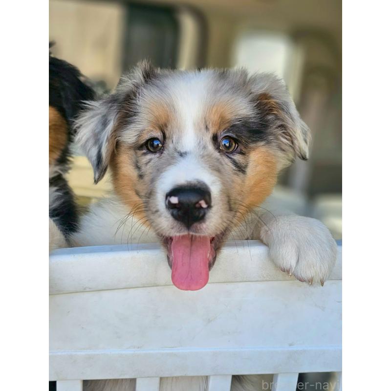 販売中の長野県のオーストラリアンシェパード-413861