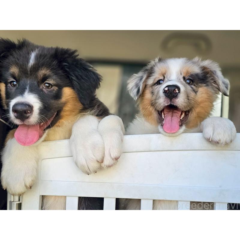 販売中の長野県のオーストラリアンシェパード-413861の9枚目