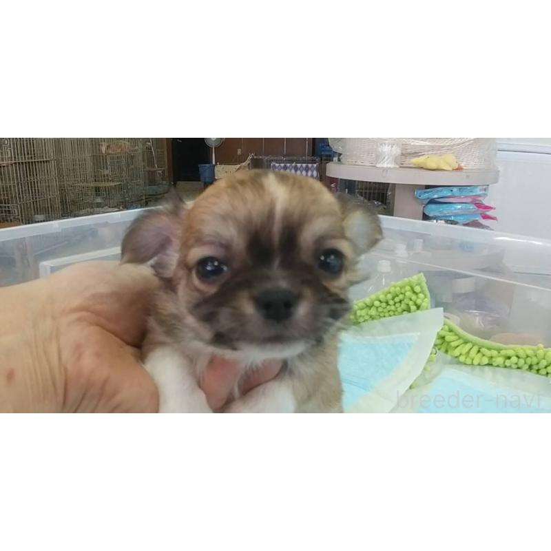 販売中の愛知県のチワワ(ロングコート)-425635の2枚目