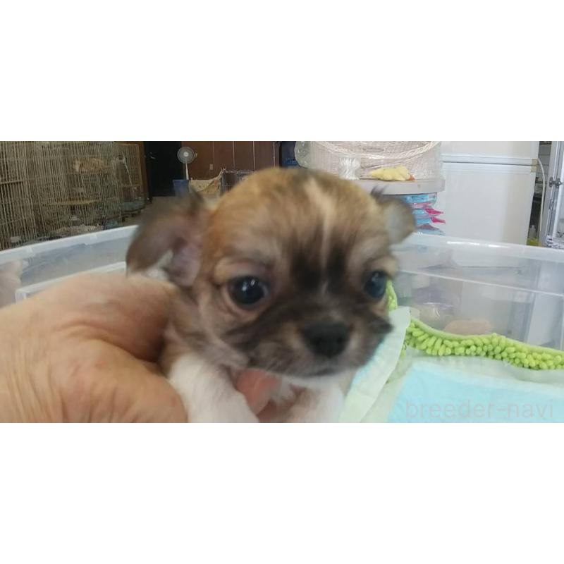 販売中の愛知県のチワワ(ロングコート)-425635の3枚目