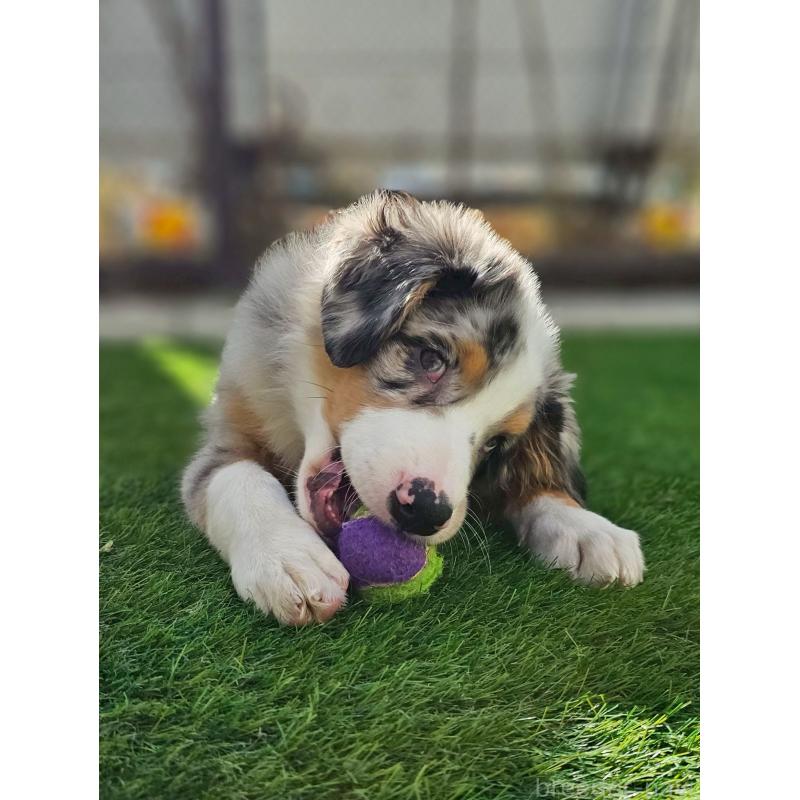 販売中の長野県のオーストラリアンシェパード-408106の7枚目