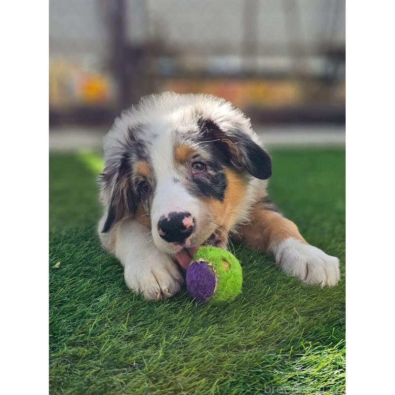 販売中の長野県のオーストラリアンシェパード-408106