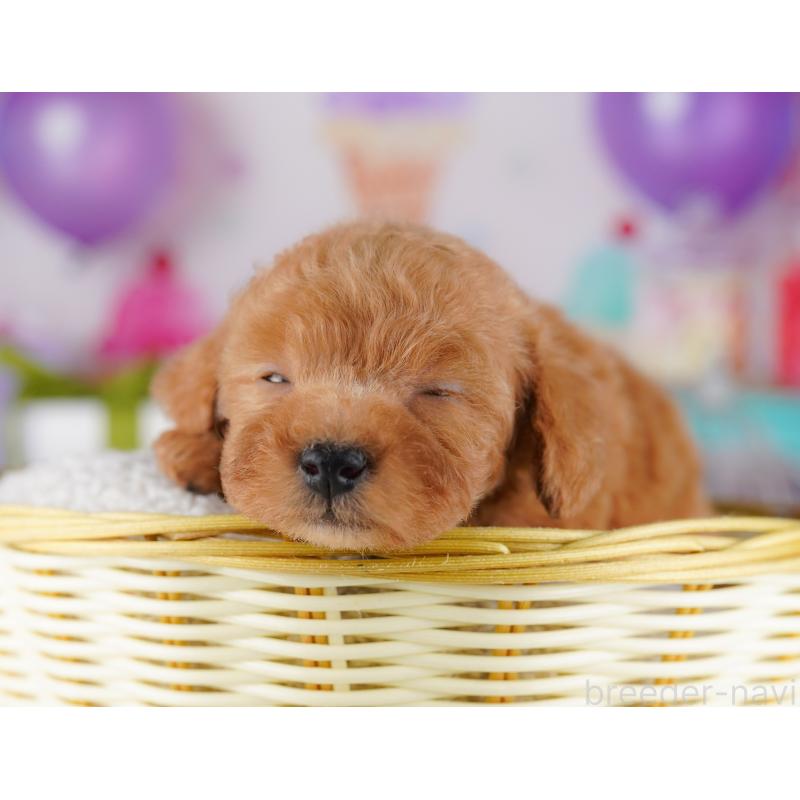 販売中の千葉県のトイプードル-425641の6枚目