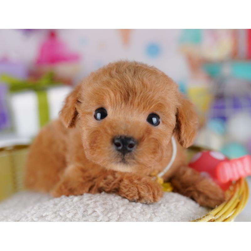 販売中の千葉県のトイプードル-425641の5枚目