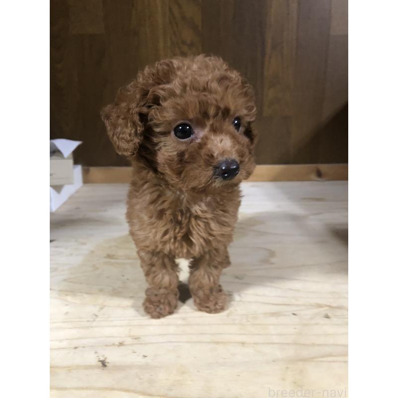 販売中の兵庫県のトイプードル-425639の10枚目