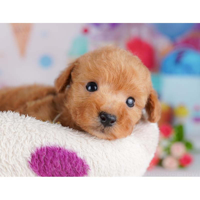 販売中の千葉県のトイプードル-425641の4枚目