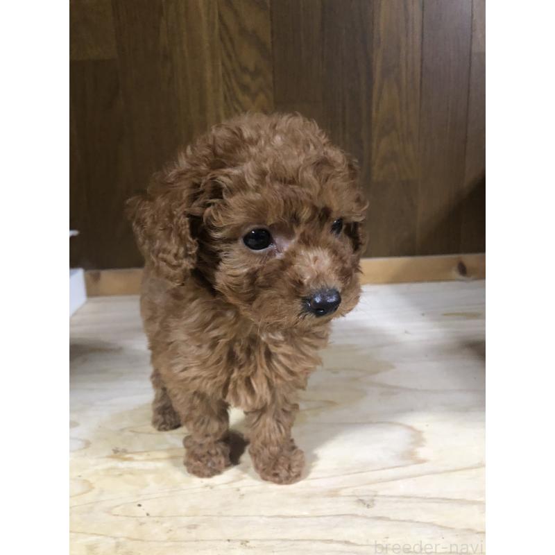 販売中の兵庫県のトイプードル-425639の9枚目