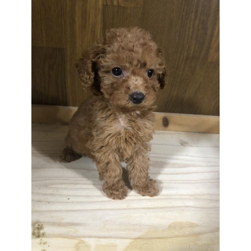 販売中の兵庫県のトイプードル-425639の8枚目