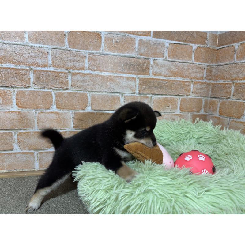 販売中の奈良県の豆柴-425637の9枚目