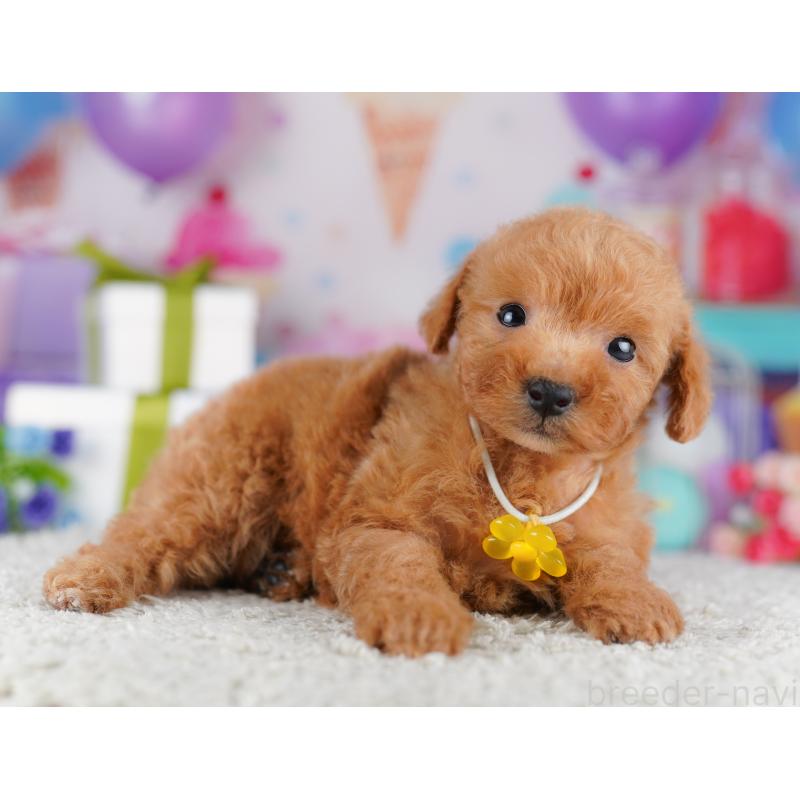 販売中の千葉県のトイプードル-425641の3枚目