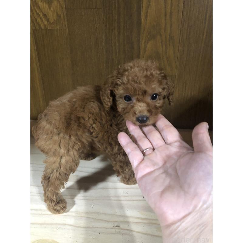 販売中の兵庫県のトイプードル-425639の6枚目