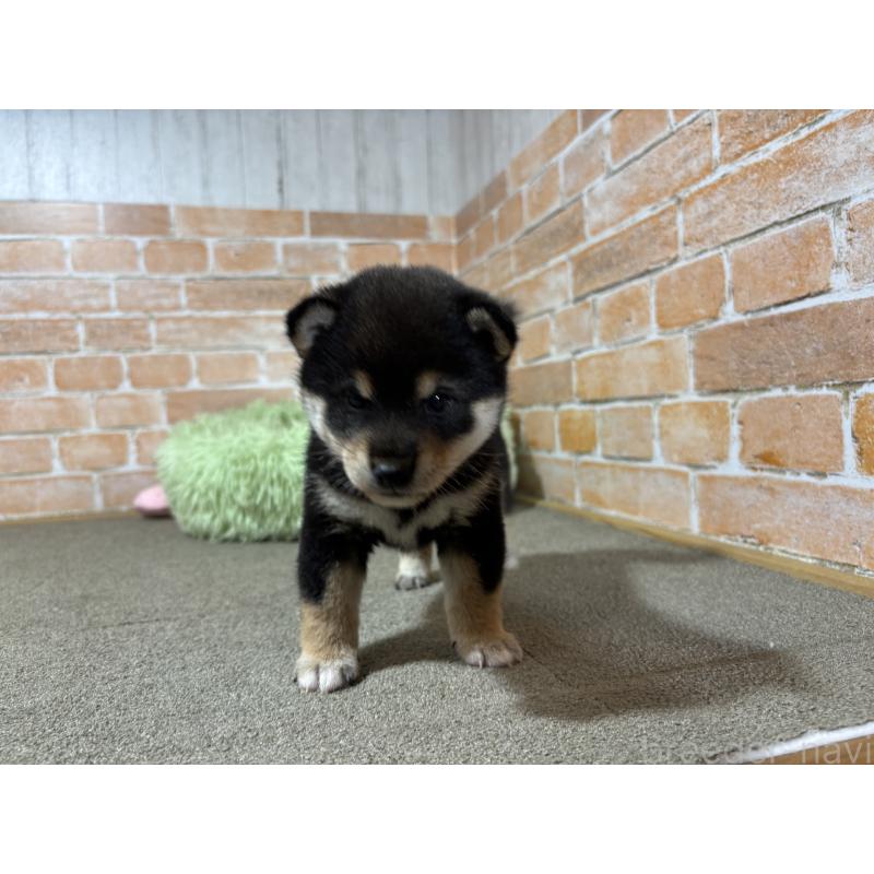 販売中の奈良県の豆柴-425637の8枚目