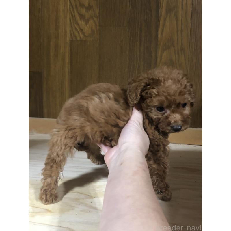 販売中の兵庫県のトイプードル-425639の5枚目