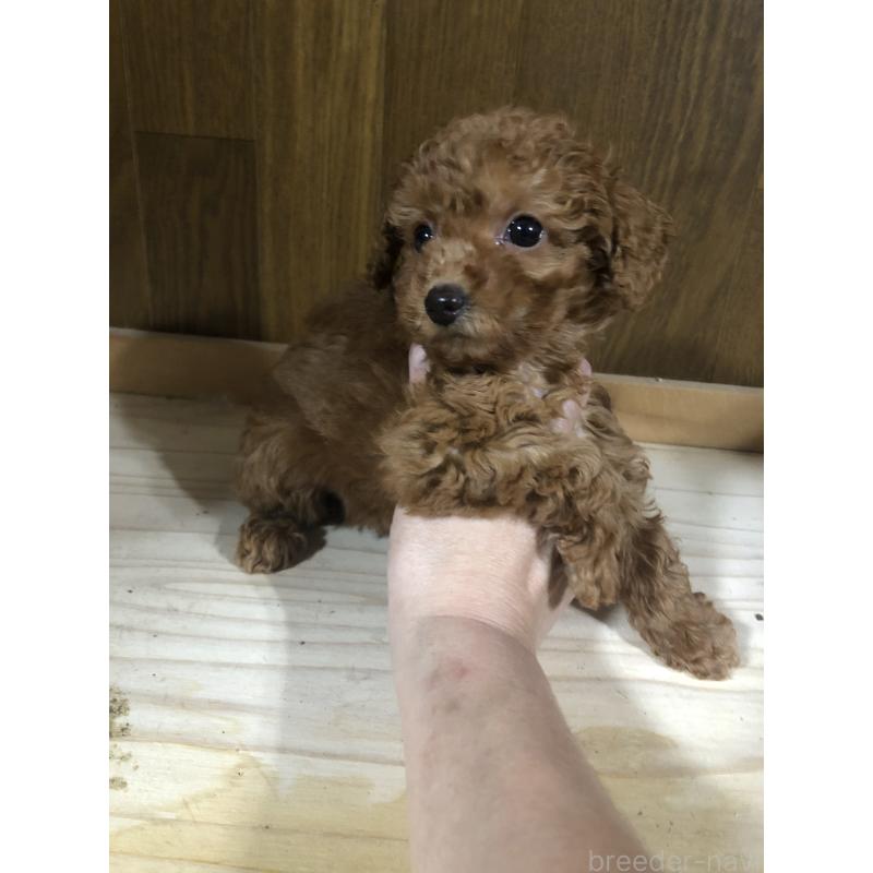 販売中の兵庫県のトイプードル-425639の4枚目