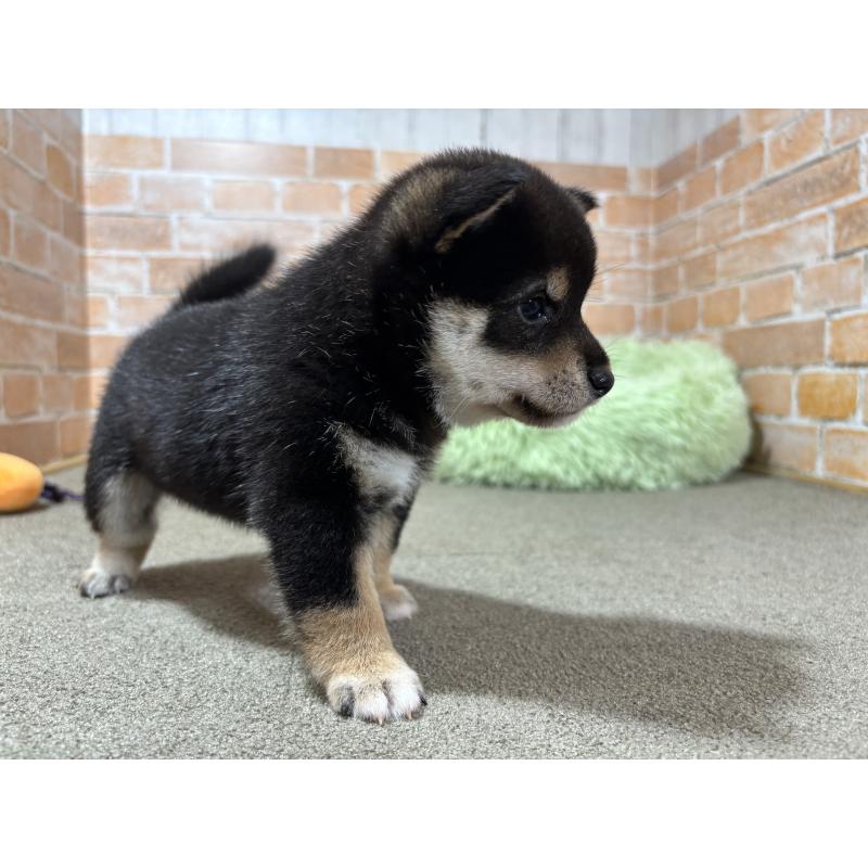 販売中の奈良県の豆柴-425637の7枚目