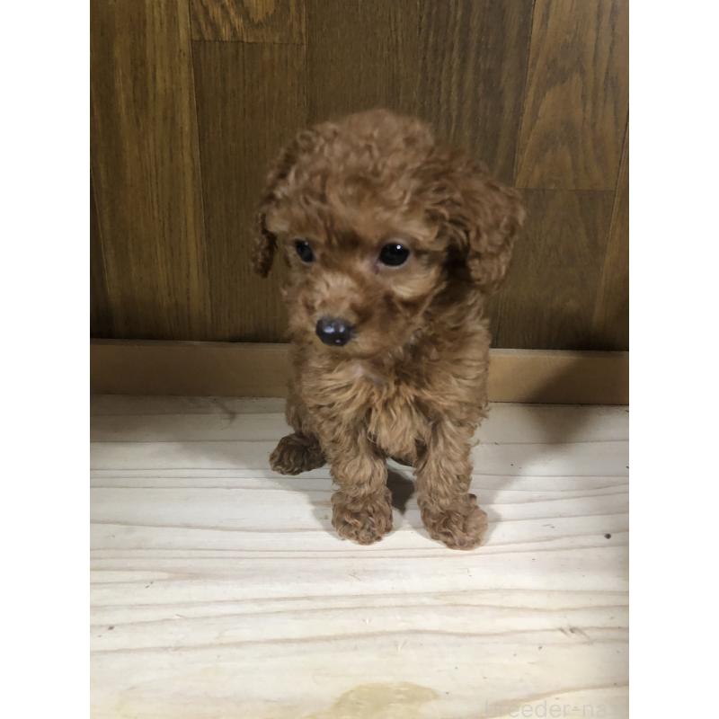 販売中の兵庫県のトイプードル-425639の3枚目