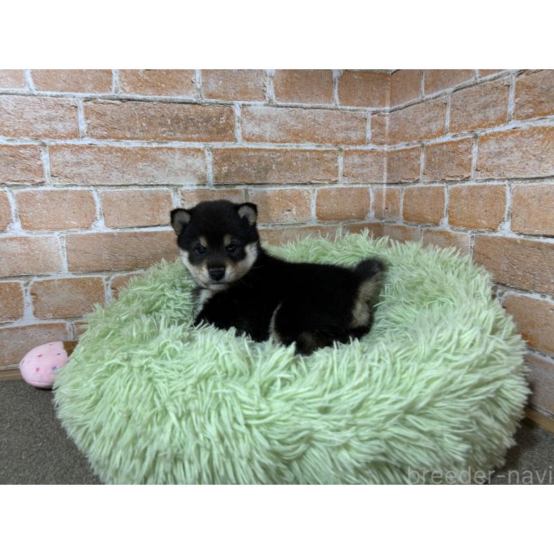 販売中の奈良県の豆柴-425637の5枚目