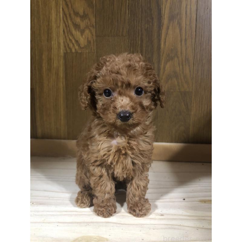 販売中の兵庫県のトイプードル-425639の2枚目