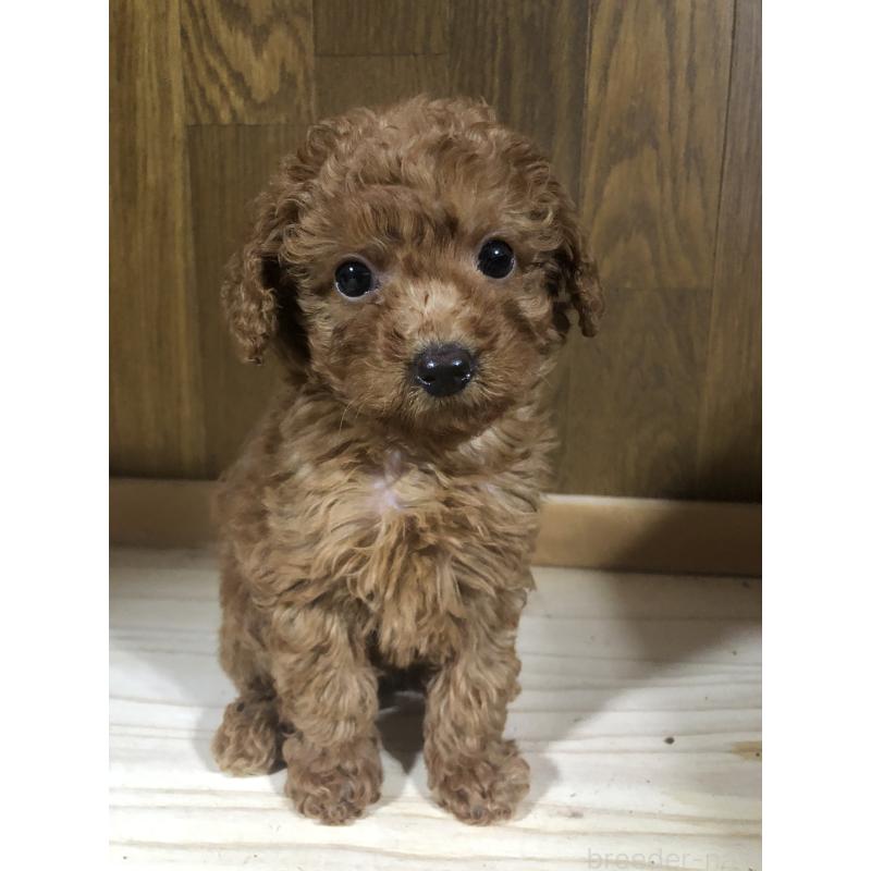 販売中の兵庫県のトイプードル-425639の1枚目