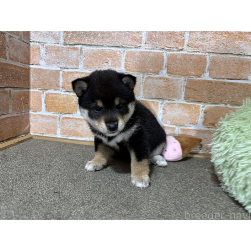 販売中の奈良県の豆柴-425637の2枚目