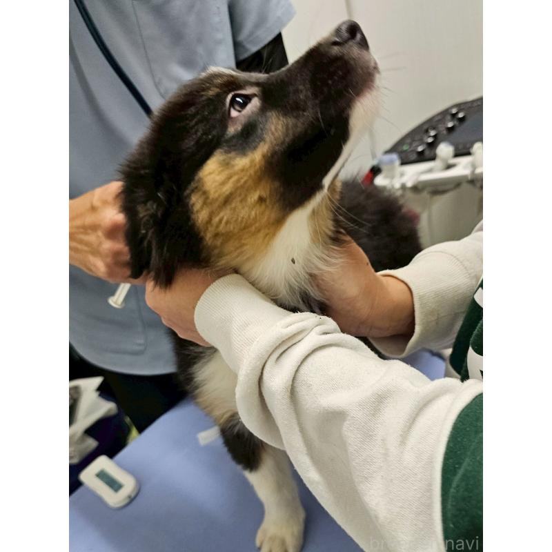 販売中の長野県のオーストラリアンシェパード-413862の15枚目