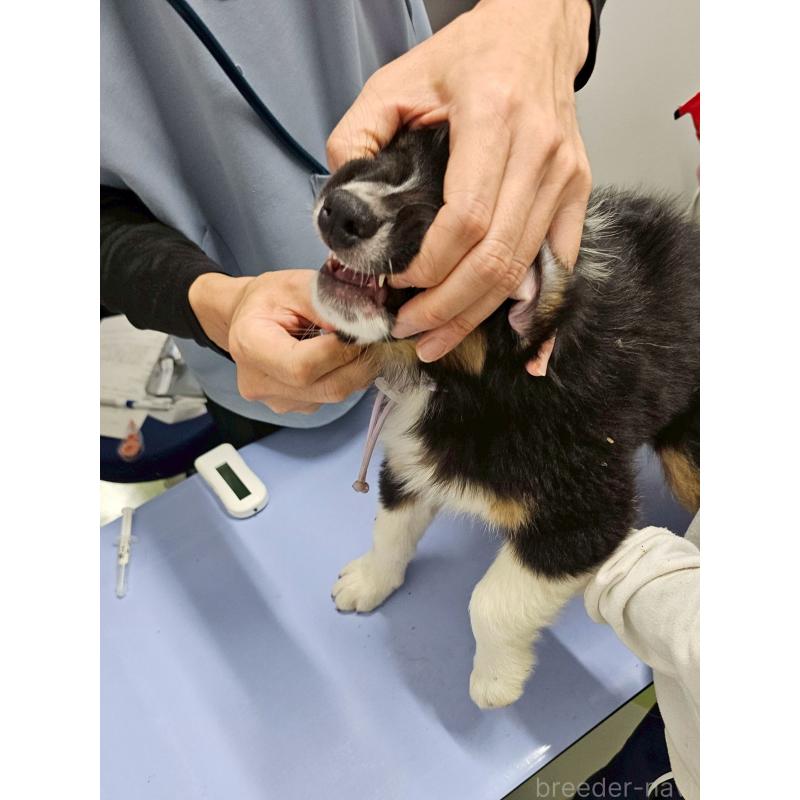 販売中の長野県のオーストラリアンシェパード-413862の14枚目