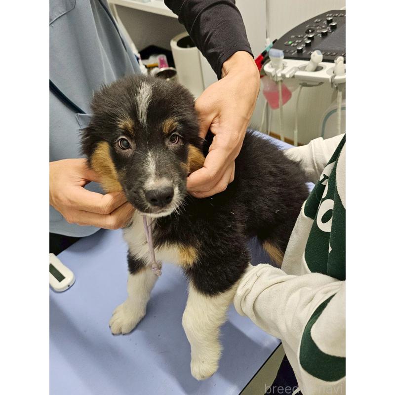 販売中の長野県のオーストラリアンシェパード-413862