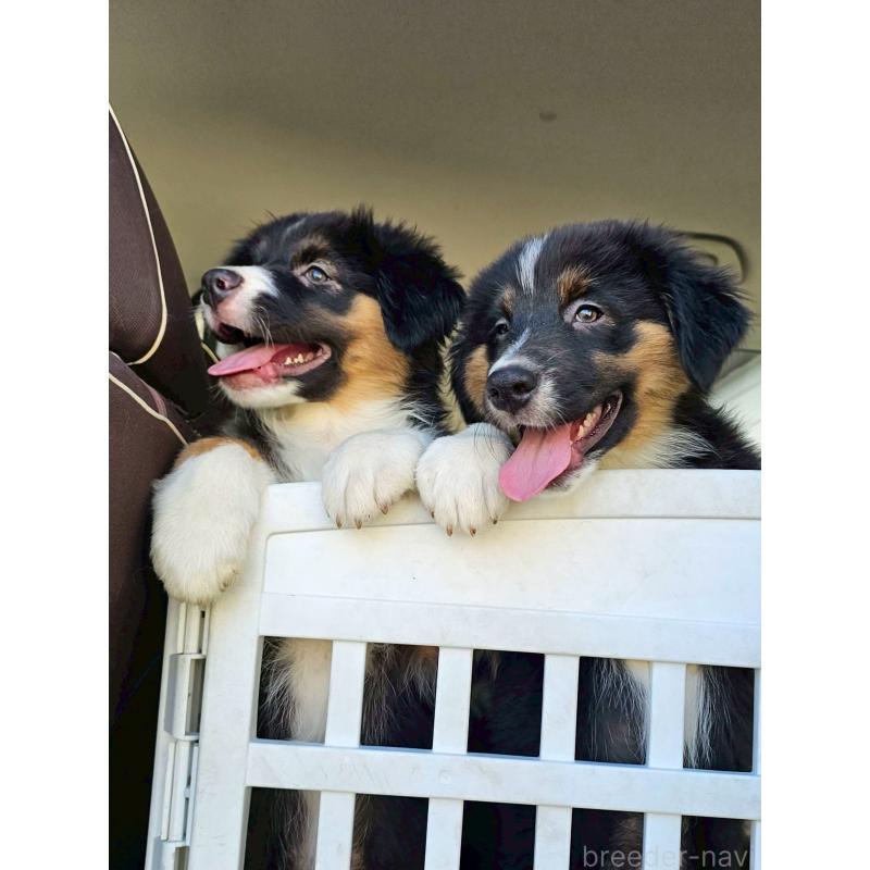 販売中の長野県のオーストラリアンシェパード-413862の12枚目