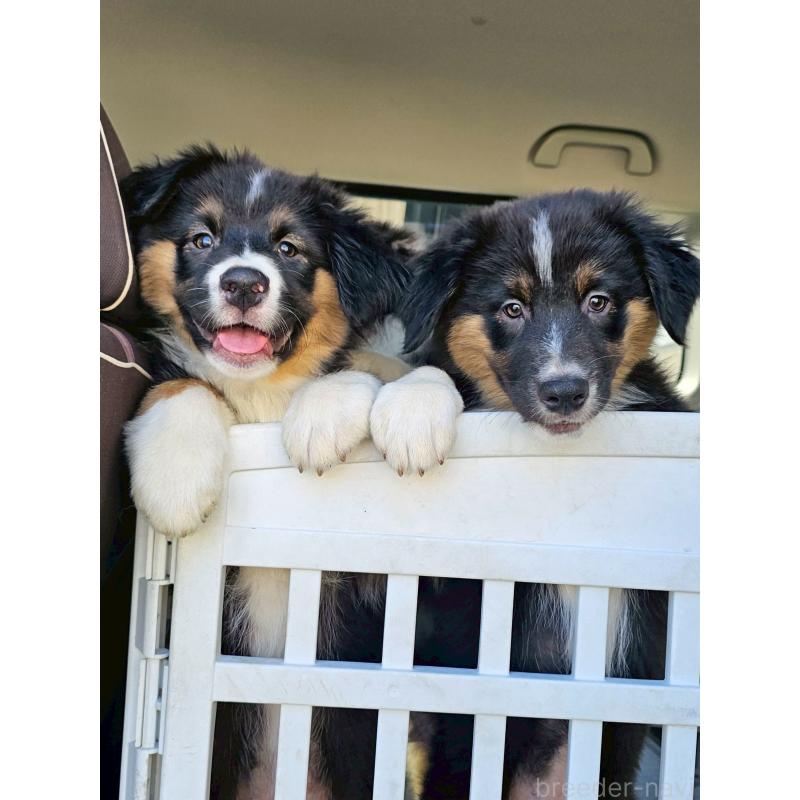 販売中の長野県のオーストラリアンシェパード-413862の11枚目