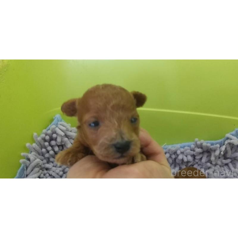 販売中の愛知県のトイプードル-425638の1枚目