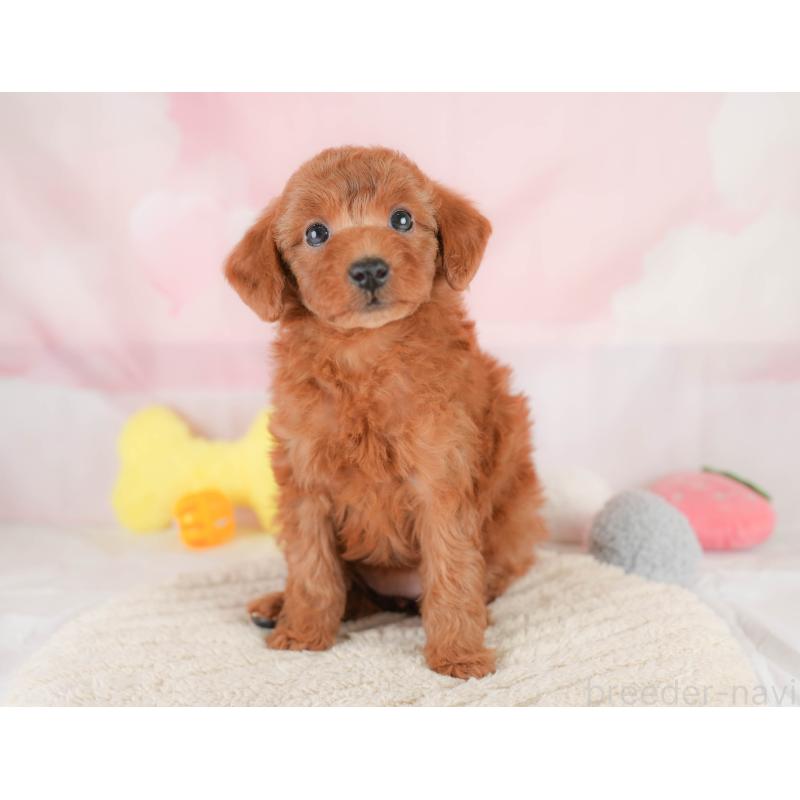 販売中の埼玉県のトイプードル-425640の6枚目