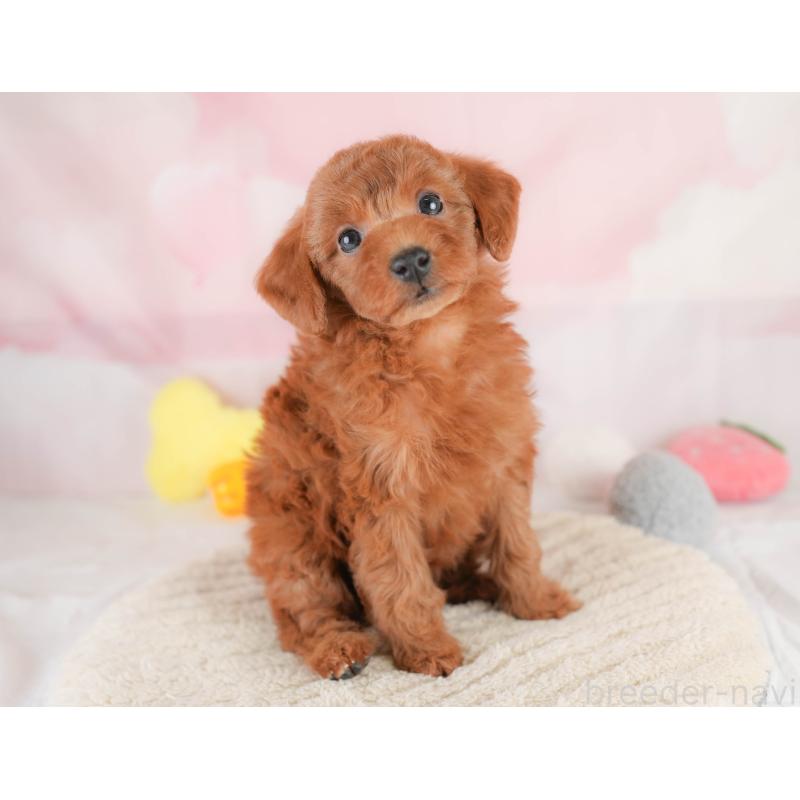 販売中の埼玉県のトイプードル-425640の5枚目