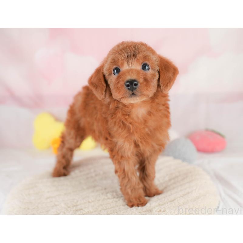 販売中の埼玉県のトイプードル-425640の4枚目