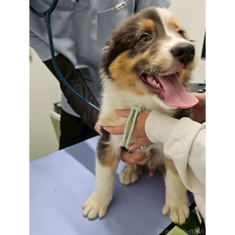 商談中の長野県のオーストラリアンシェパード-413857の17枚目