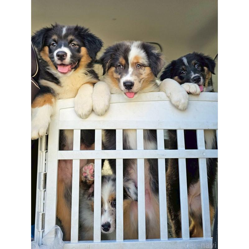 商談中の長野県のオーストラリアンシェパード-413857の16枚目