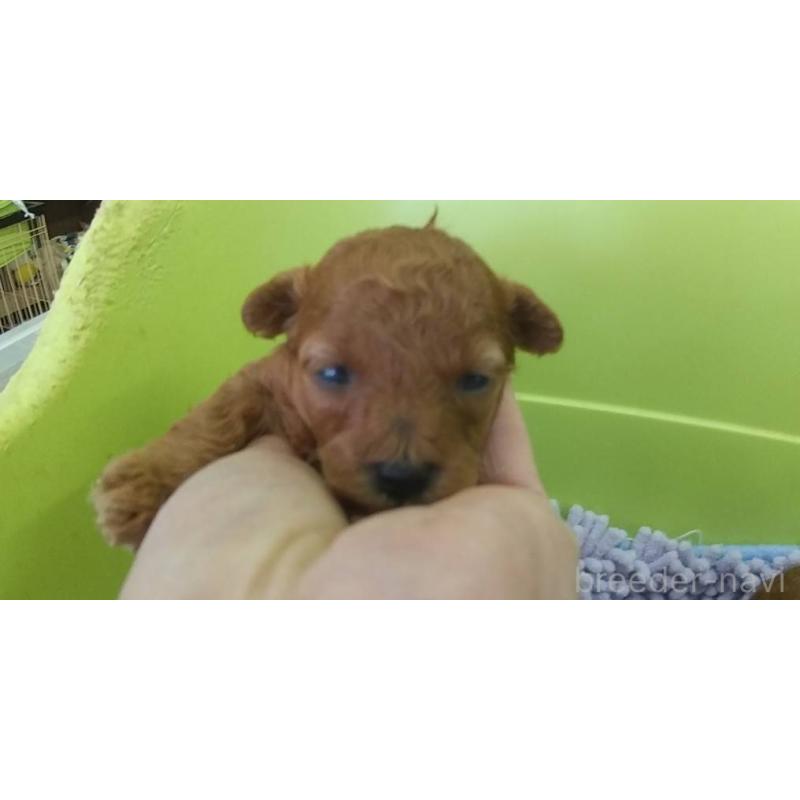 販売中の愛知県のトイプードル-425642