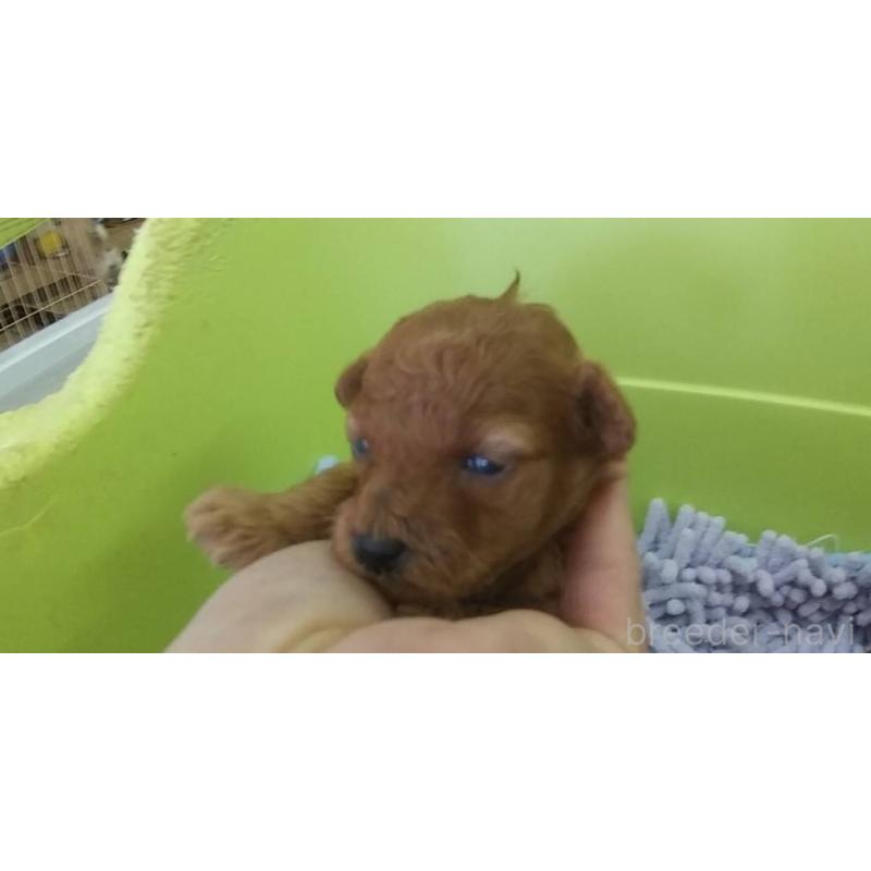 販売中の愛知県のトイプードル-425642の2枚目