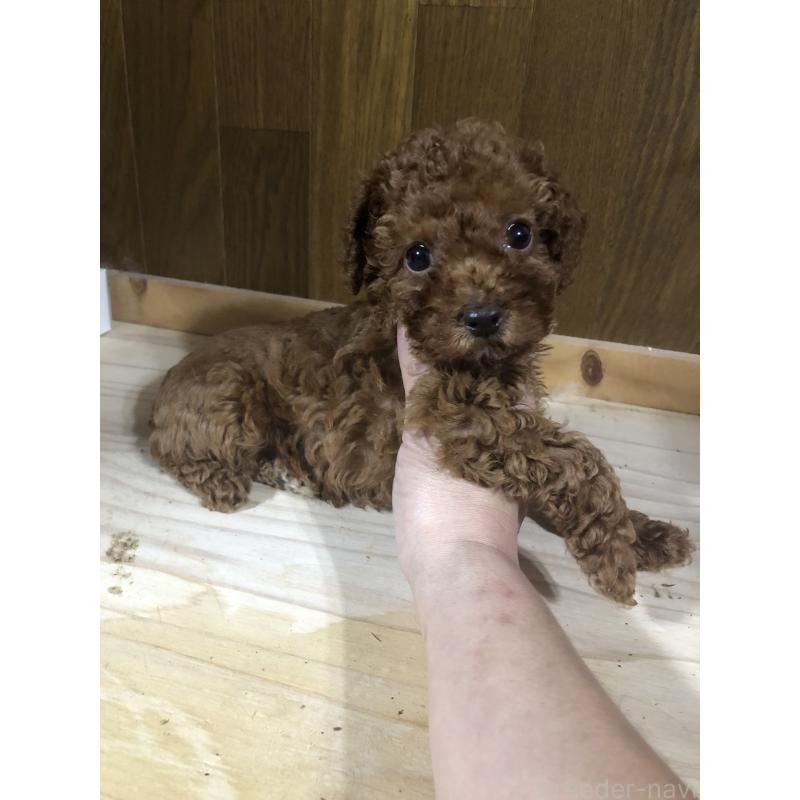 販売中の兵庫県のトイプードル-425599の5枚目