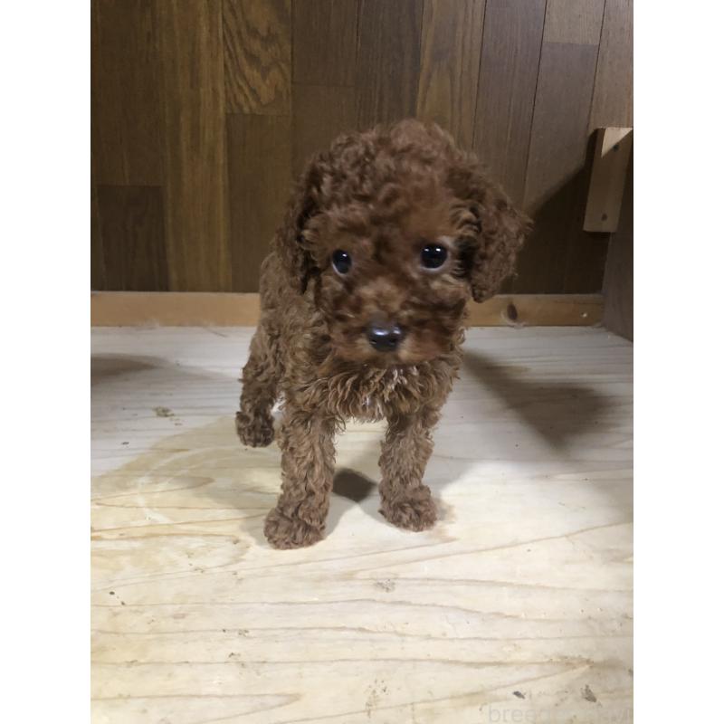 販売中の兵庫県のトイプードル-425599の3枚目