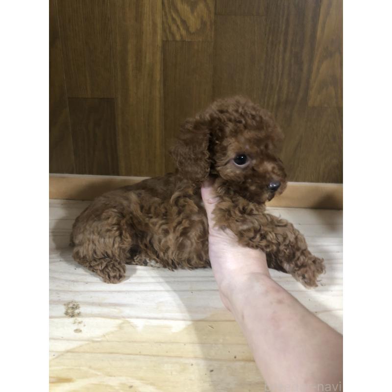 販売中の兵庫県のトイプードル-425599の2枚目