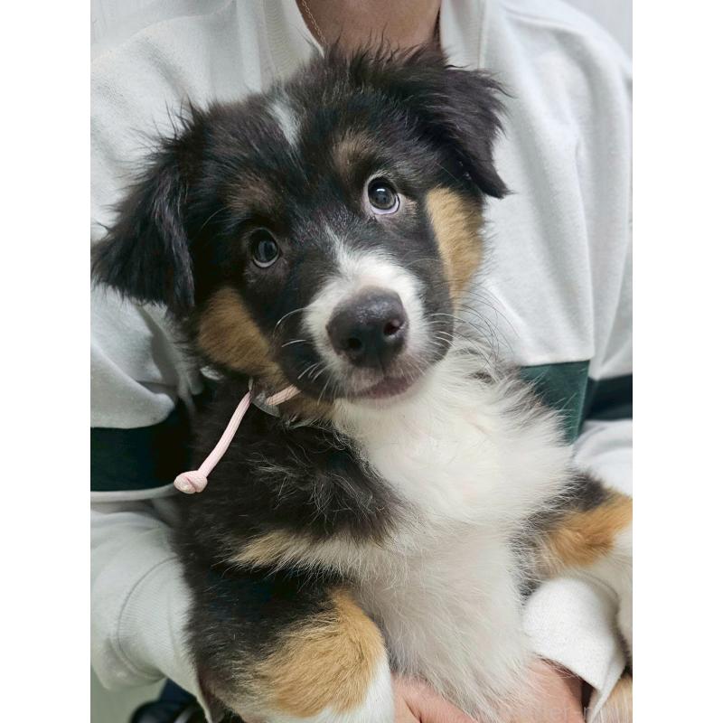 販売中の長野県のオーストラリアンシェパード-413866