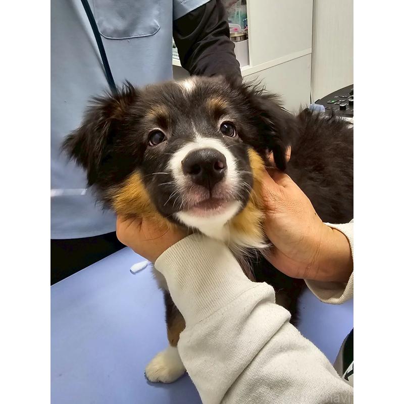 成約済の長野県のオーストラリアンシェパード-413866の6枚目