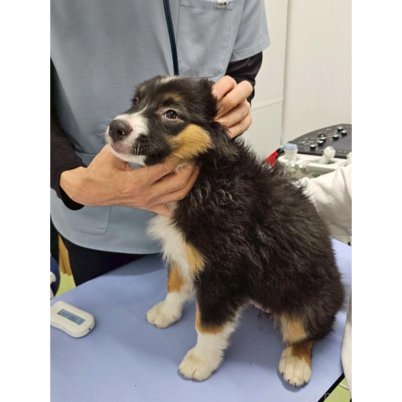 成約済の長野県のオーストラリアンシェパード-413866の5枚目