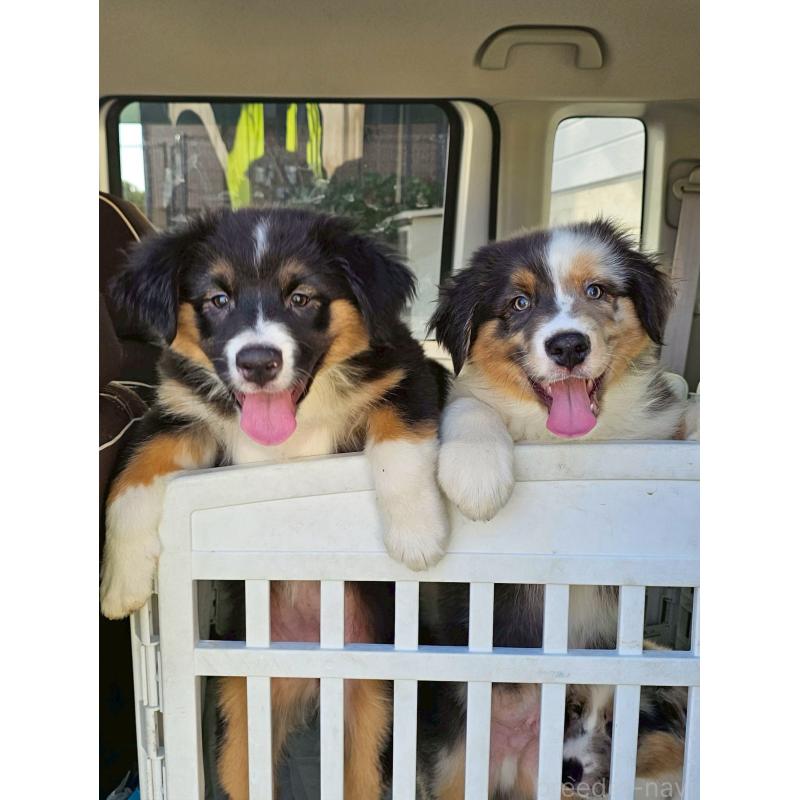 成約済の長野県のオーストラリアンシェパード-413866の2枚目